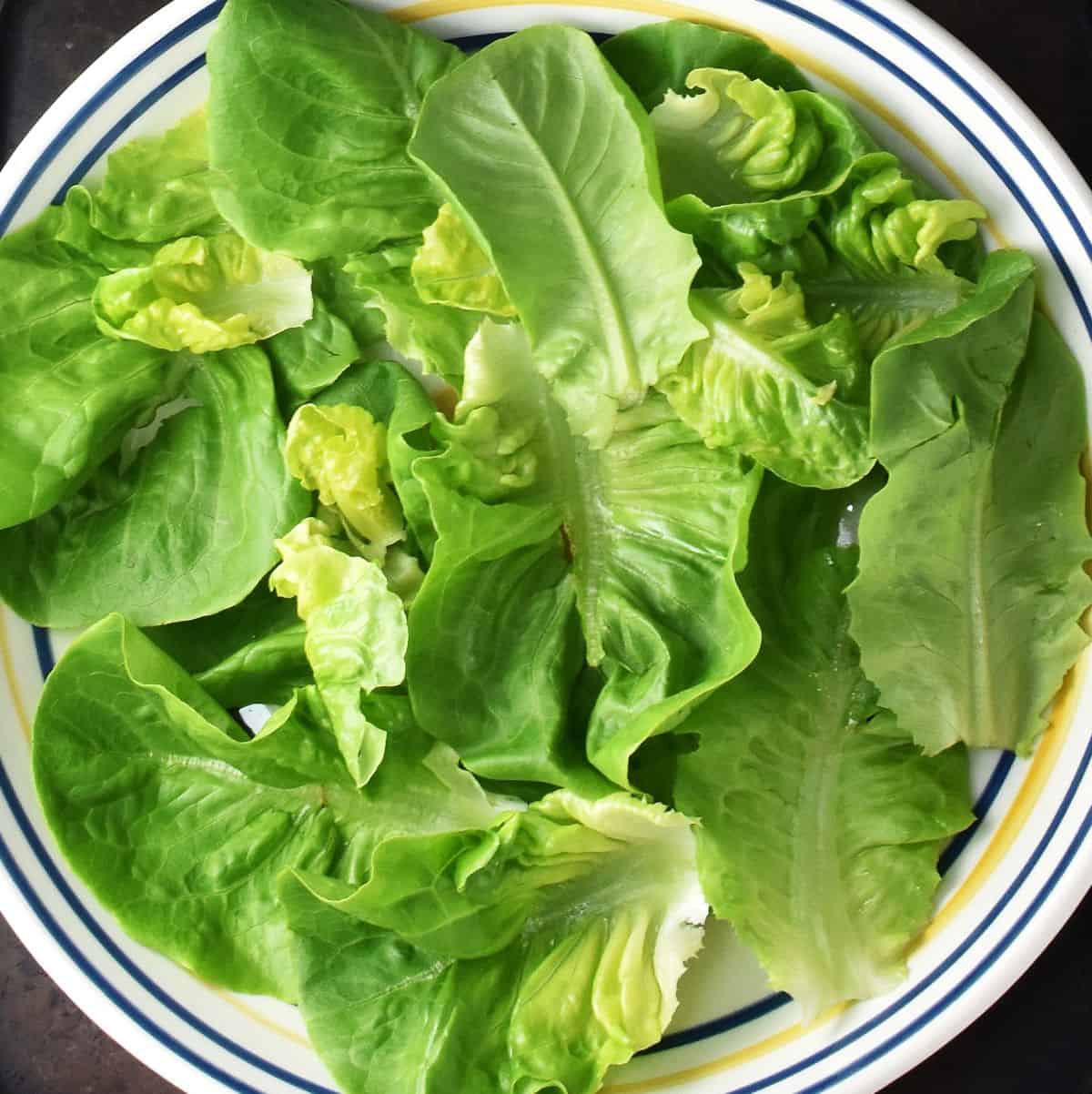Salad leaves in large, shallow bowl.